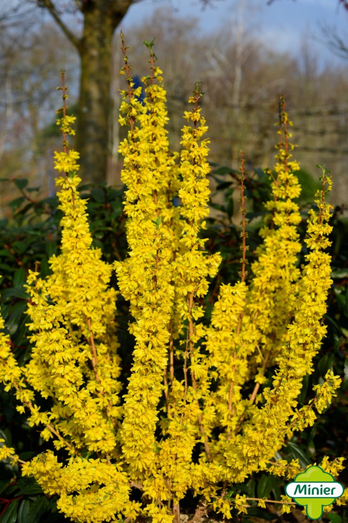 FORSYTHIA MIKADOR