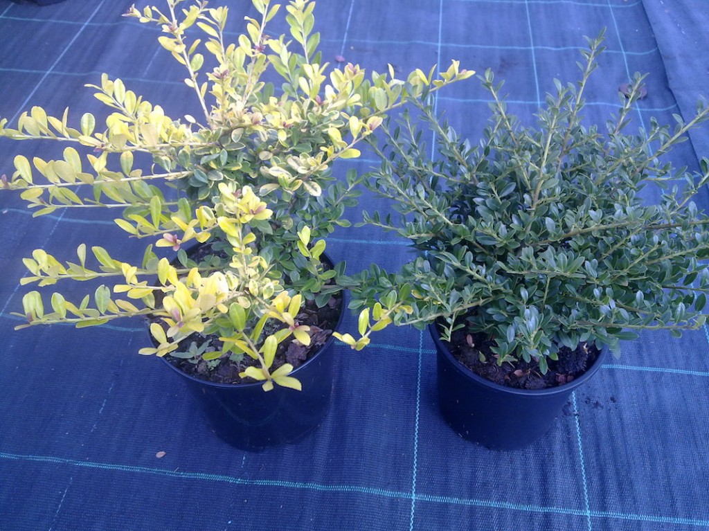 ilex crenata